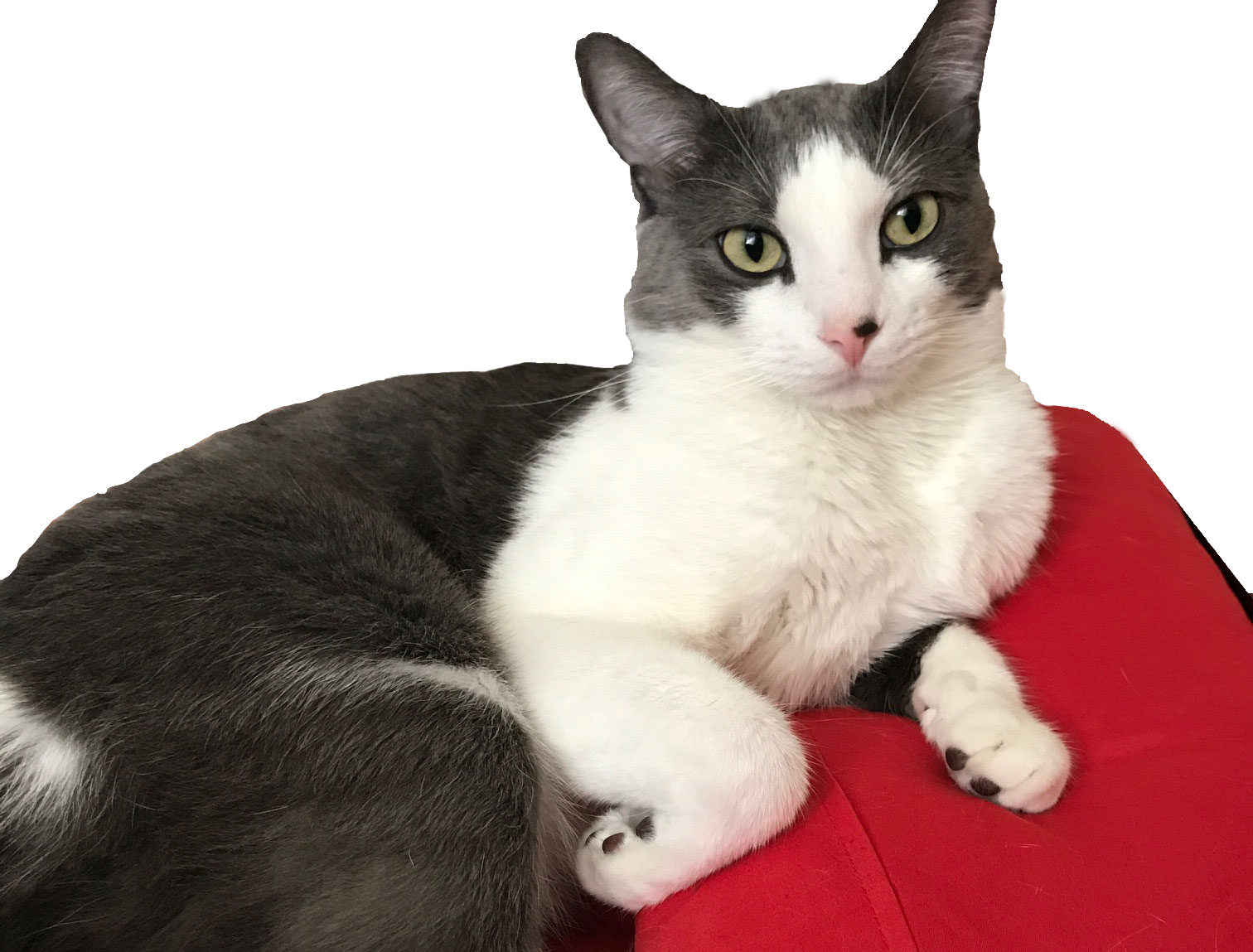 russian tuxedo mixed cat on red pillow